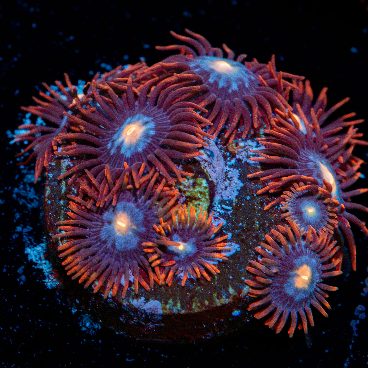 Alpha Omega Zoanthid Coral colony growth in reef aquarium