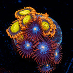 Zoanthid Combo Plug showcasing colony growth in reef aquarium