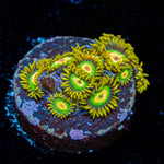 Rasta Zoanthid Coral with colony growth in reef aquarium