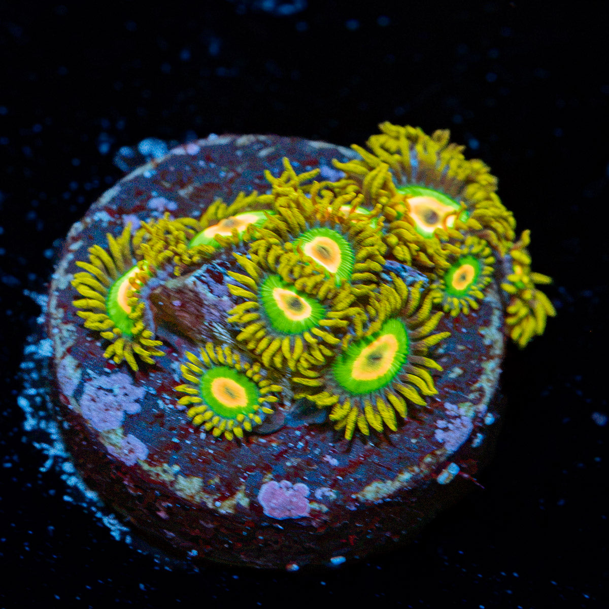 Rasta Zoanthid Coral with colony growth in reef aquarium