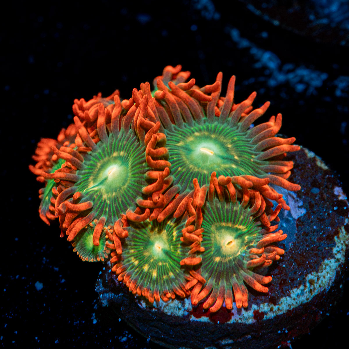 Blueberry Yum Yum Zoanthid Coral with colony growth in reef aquarium