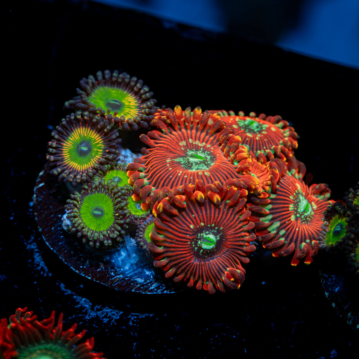 Zoanthid Combo Plug showcasing colony growth in reef aquarium