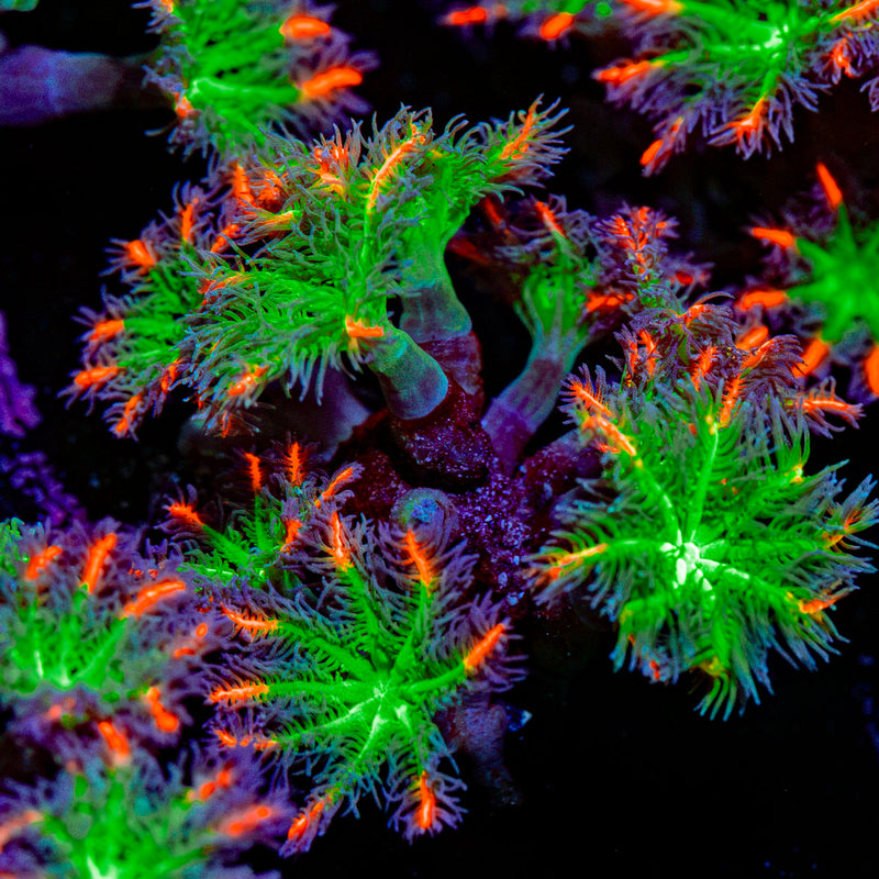 ARC Firework Clove Polyps Coral with colony growth in reef aquarium