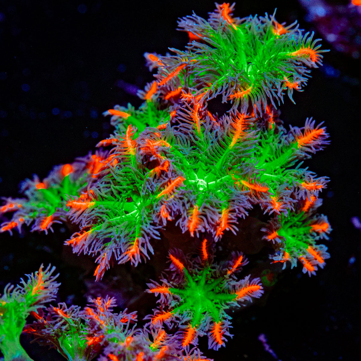 ARC Firework Clove Polyps Coral with colony growth in reef aquarium