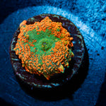 Charmander Rhodactis Mushroom Coral with mushroom disc in reef aquarium