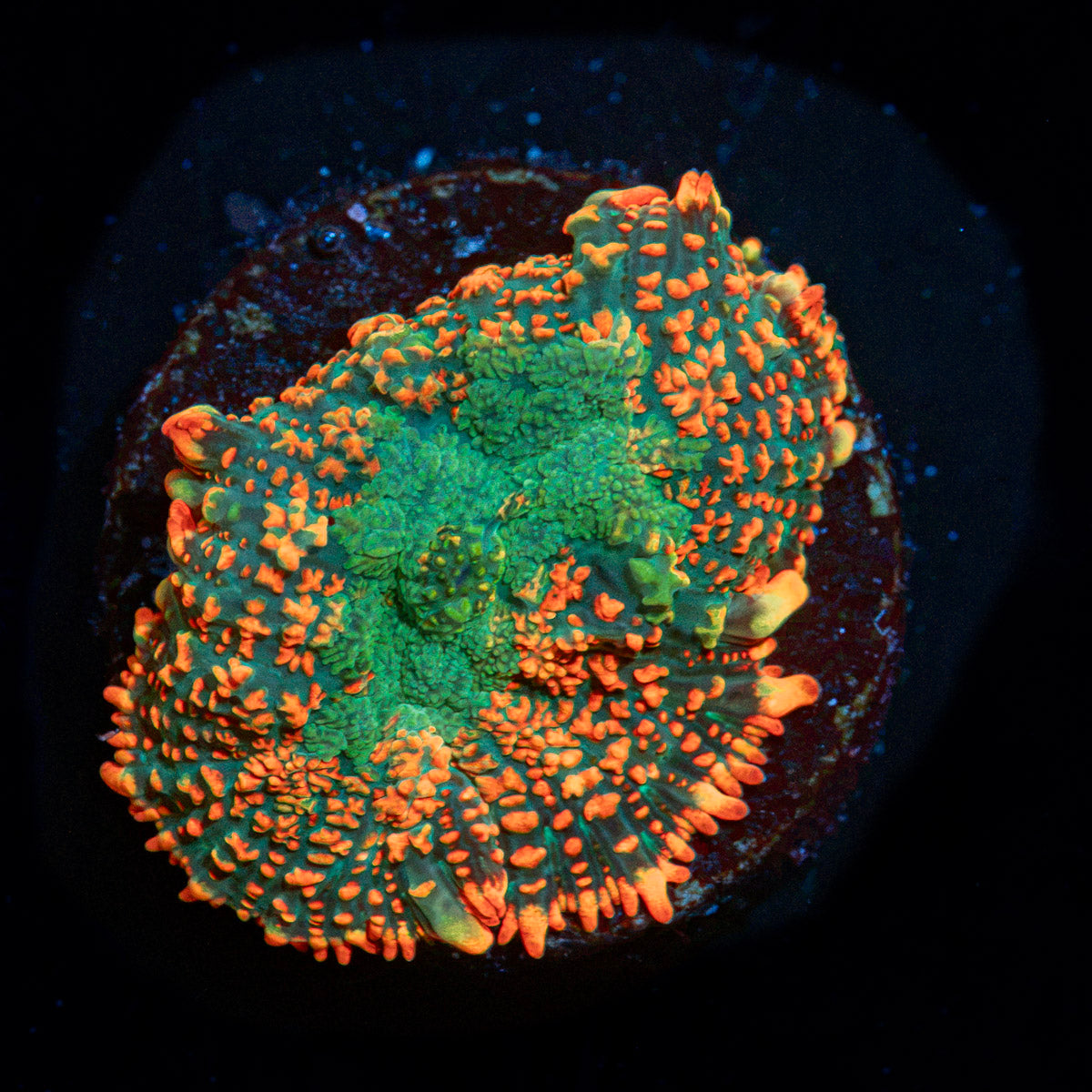 Charmander Rhodactis Mushroom Coral with mushroom disc in reef aquarium