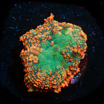 Charmander Rhodactis Mushroom Coral with mushroom disc in reef aquarium