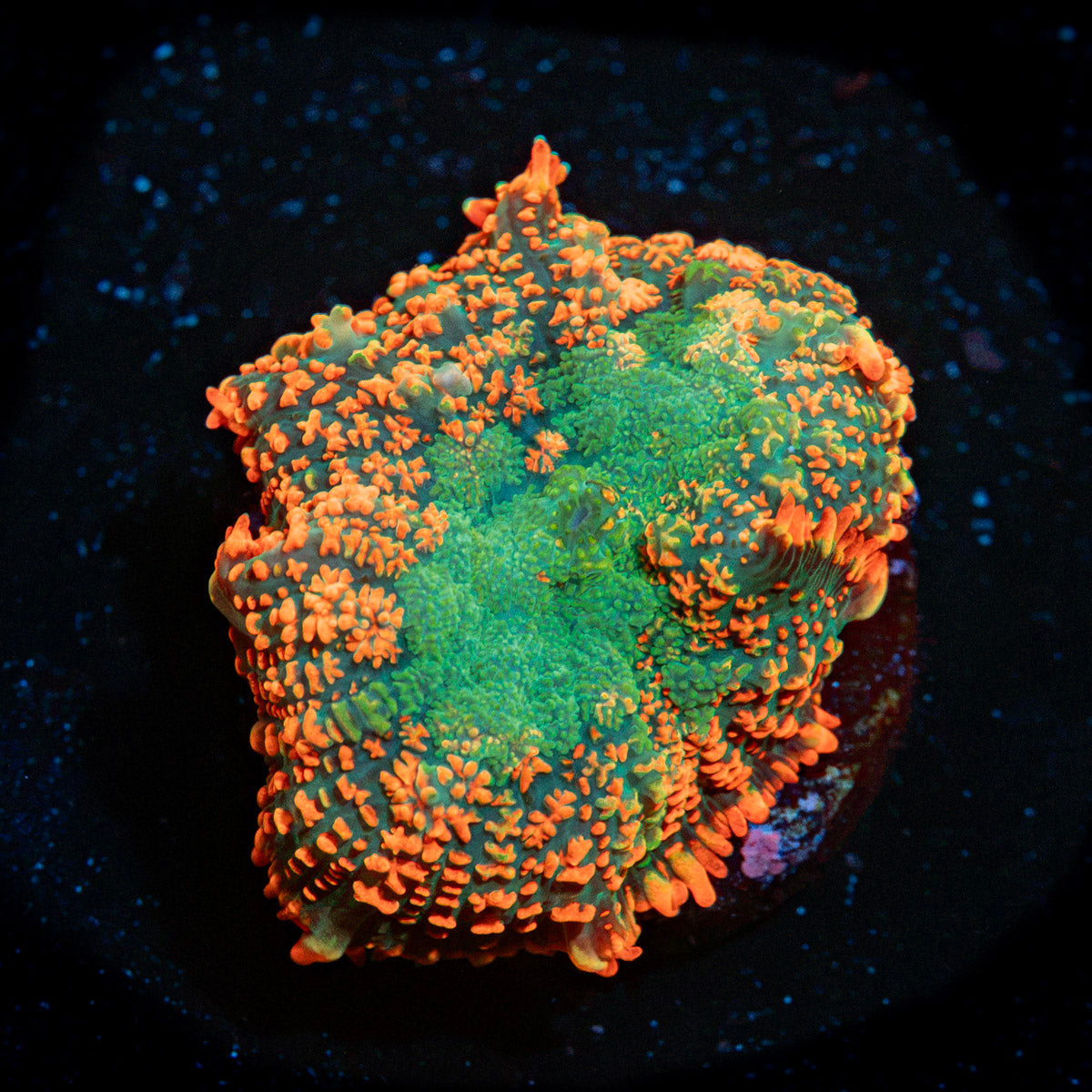 Charmander Rhodactis Mushroom Coral with mushroom disc in reef aquarium