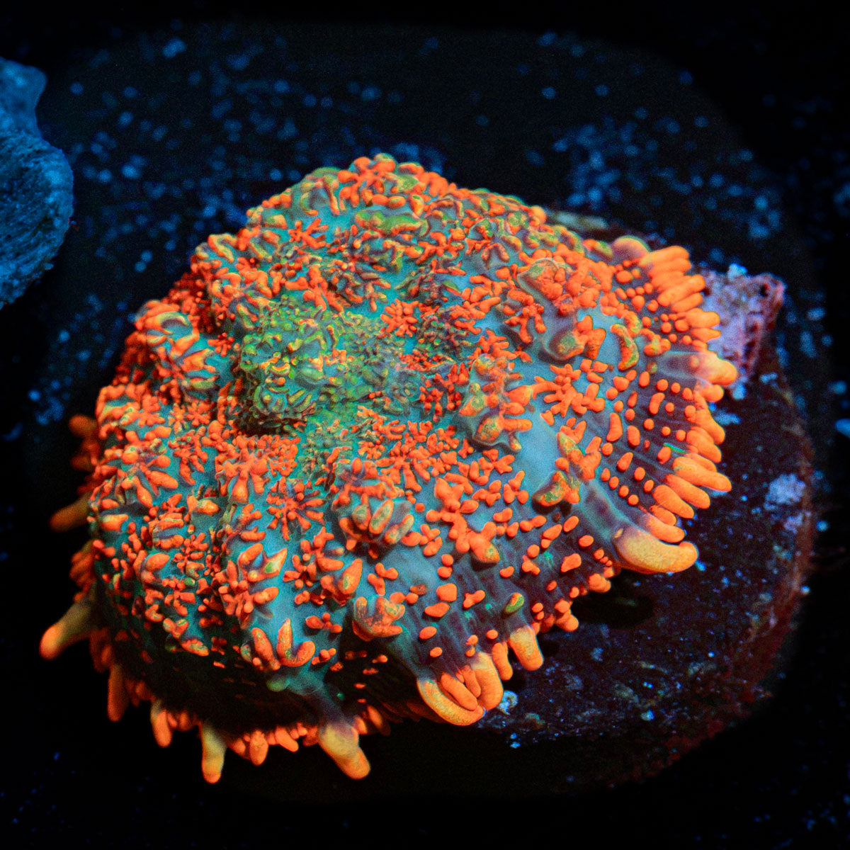 Charizard Rhodactis Mushroom Coral with mushroom disc in reef aquarium