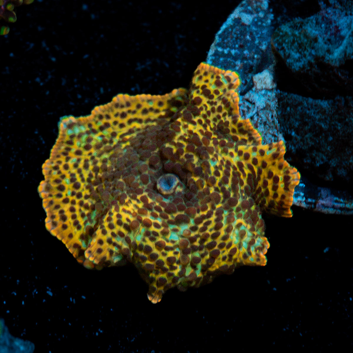 Leopard Mushroom Coral with distinctive mushroom disc in reef aquarium