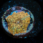 Leopard Mushroom Coral with distinctive mushroom disc in reef aquarium