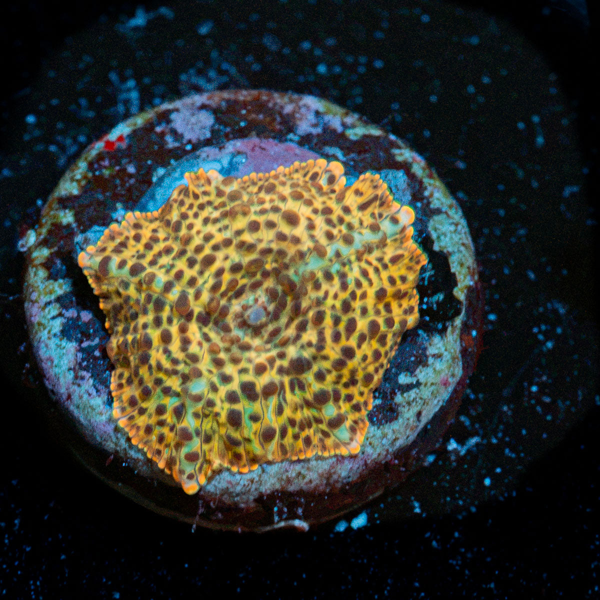 Leopard Mushroom Coral with distinctive mushroom disc in reef aquarium