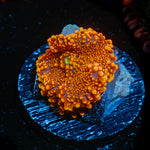 Sunbeam Yuma Mushroom Coral with mushroom disc in reef aquarium