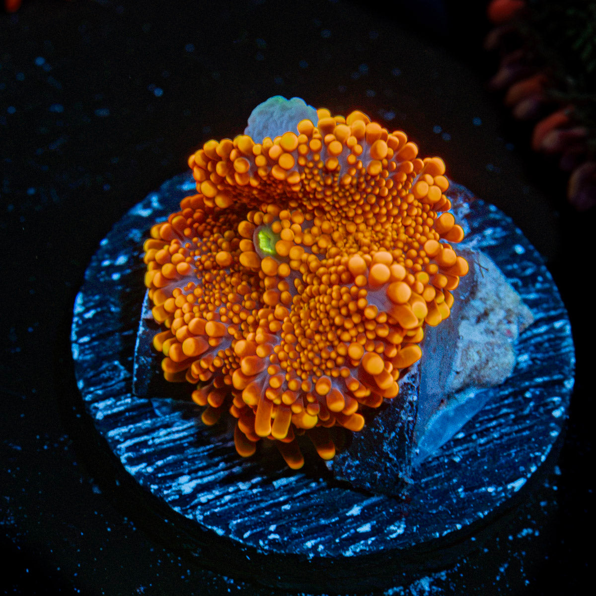 Sunbeam Yuma Mushroom Coral with mushroom disc in reef aquarium