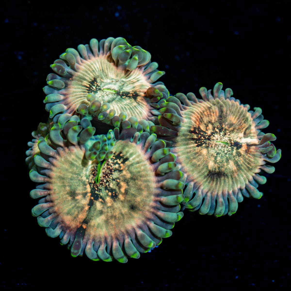 Milky Way Zoanthid Coral colony growth in reef aquarium