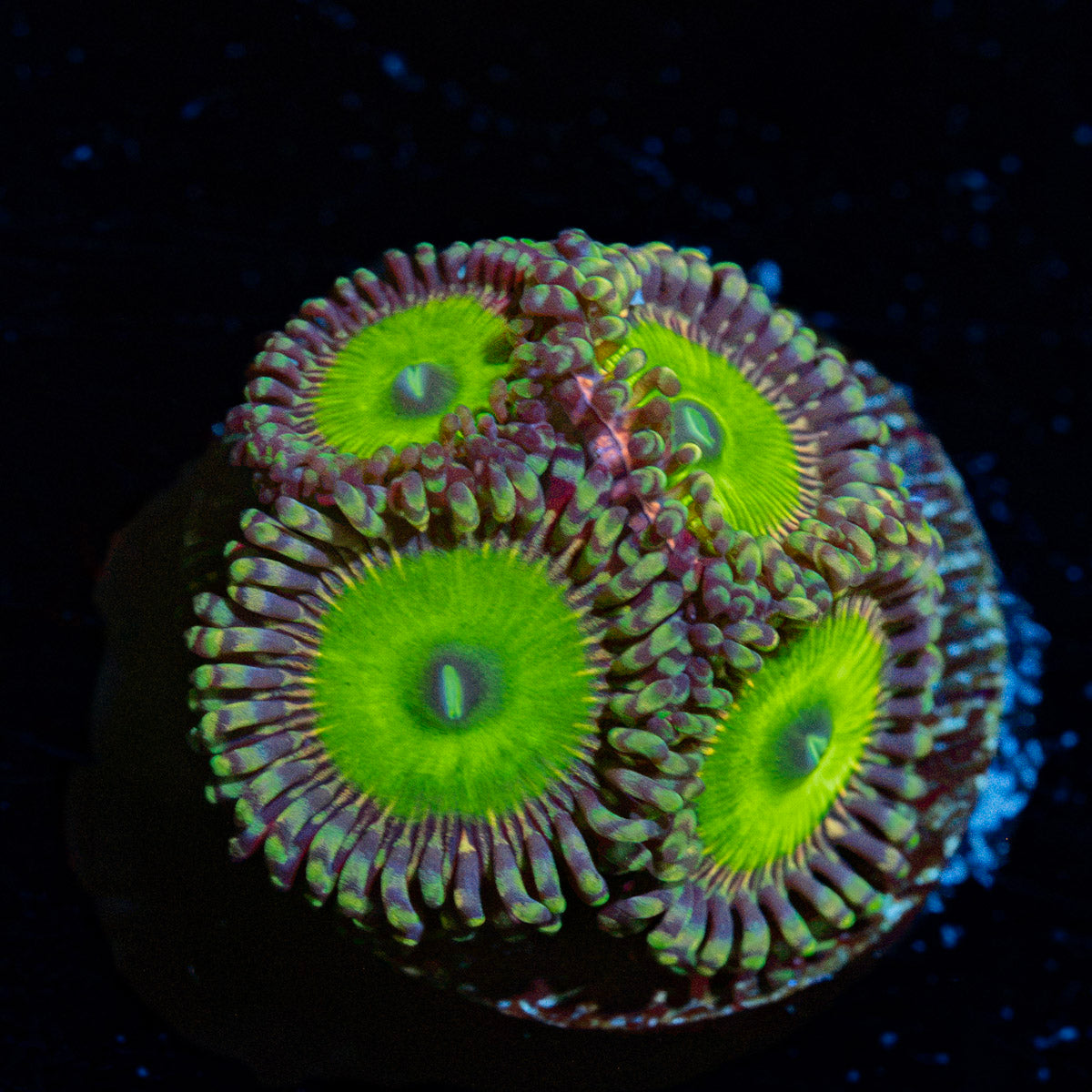 Candy Apple Green Zoanthid Coral colony growth in reef aquarium
