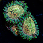 Milky Way Zoanthid Coral colony growth in reef aquarium