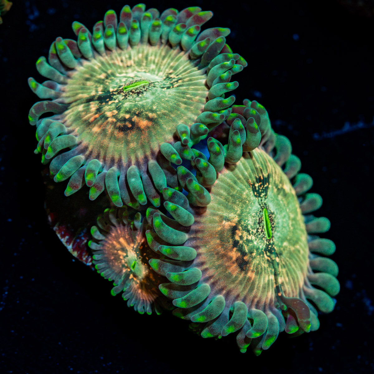 Milky Way Zoanthid Coral colony growth in reef aquarium