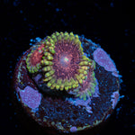 Lunar Lemonade Zoanthid Coral with colony growth in reef aquarium