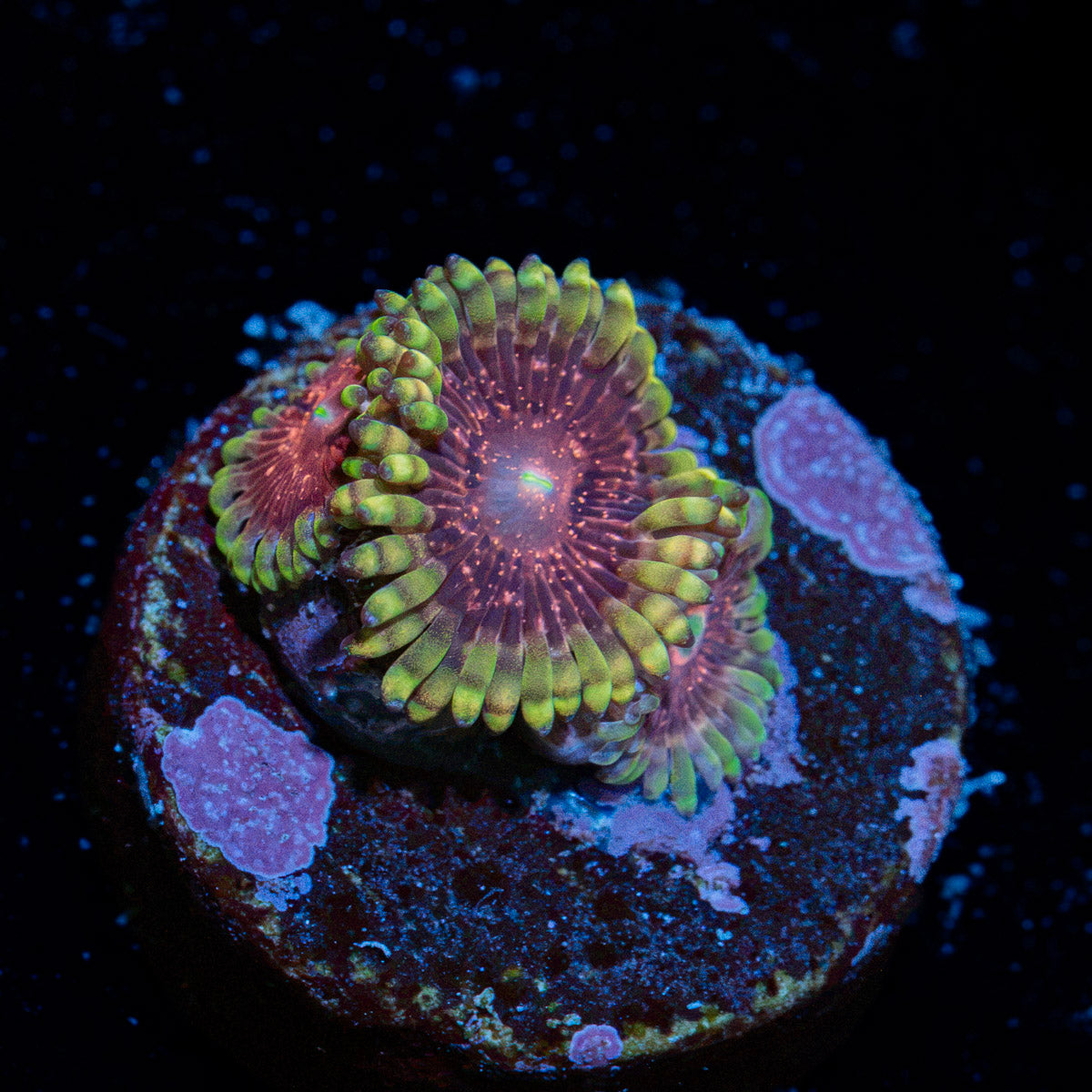 Lunar Lemonade Zoanthid Coral with colony growth in reef aquarium