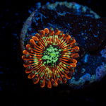 Dark Magician Zoanthid Coral with colony growth in reef aquarium