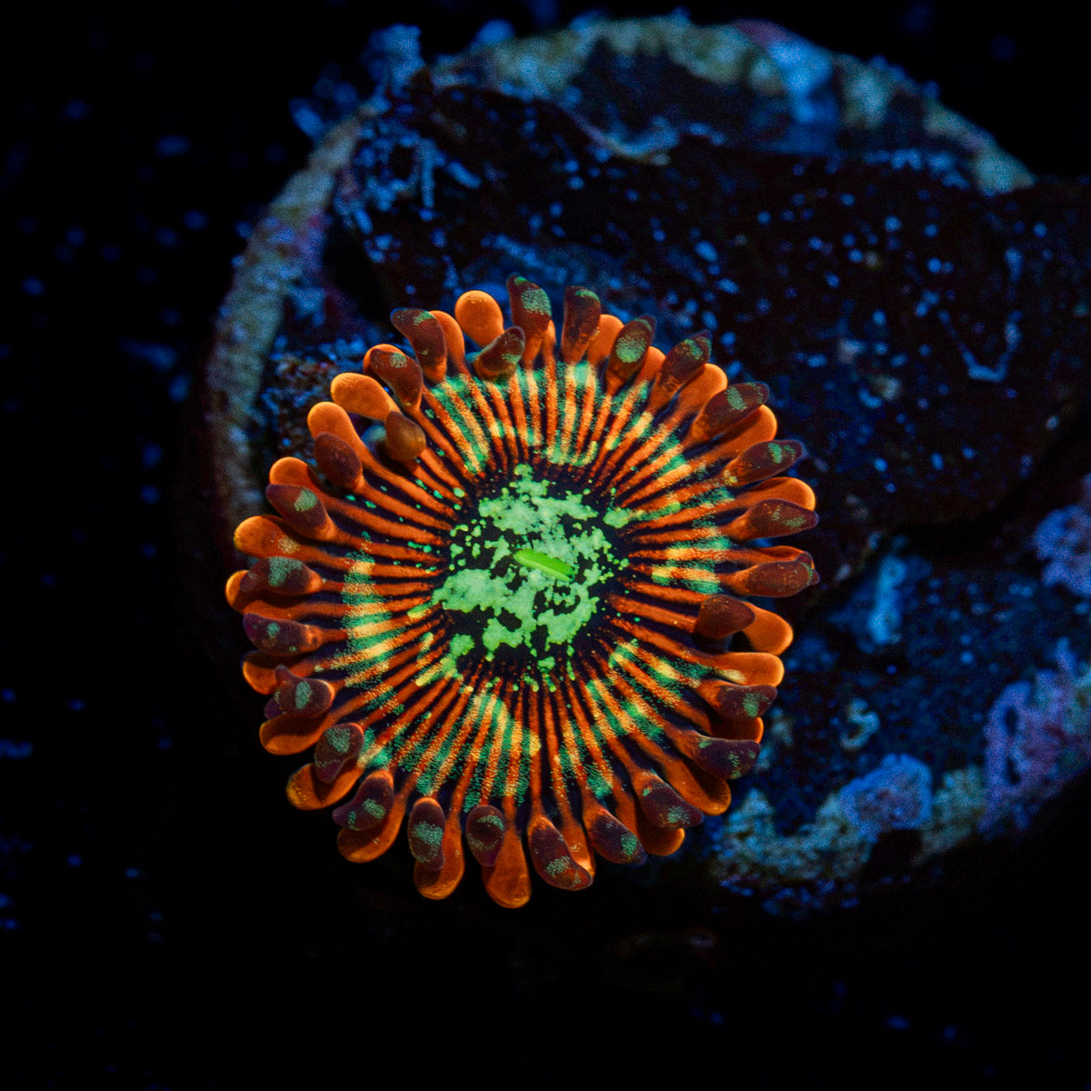 Dark Magician Zoanthid Coral with colony growth in reef aquarium