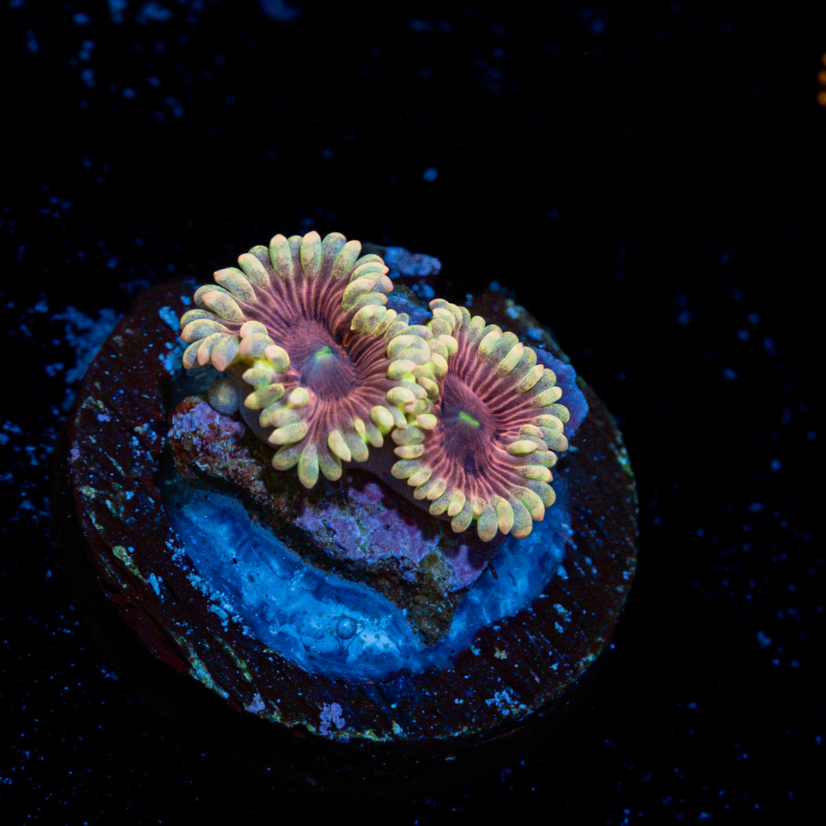 Lunar Lemonade Zoanthid Coral with colony growth in reef aquarium