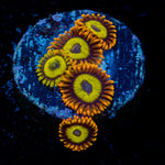 Fruit Loop Zoanthid Coral colony growth in reef aquarium