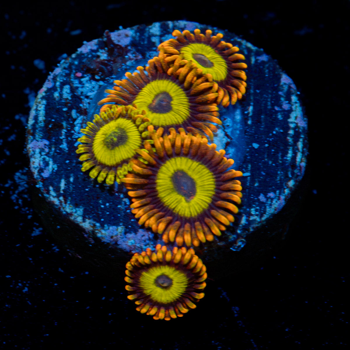 Fruit Loop Zoanthid Coral colony growth in reef aquarium