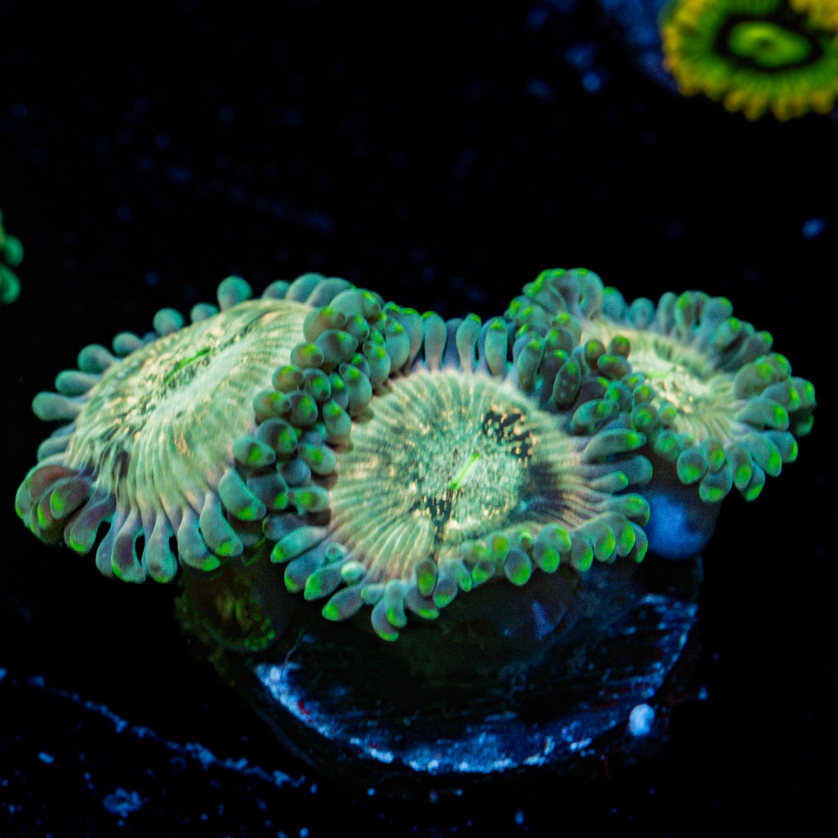 Milky Way Zoanthid Coral colony growth in reef aquarium