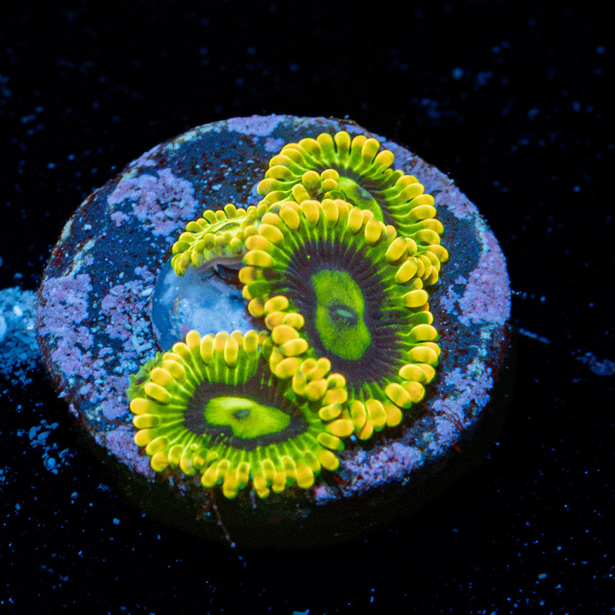 Rainbow Yoda Zoanthid Coral colony growth in reef aquarium