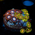 Zoanthid Combo Plug showcasing colony growth in reef aquarium