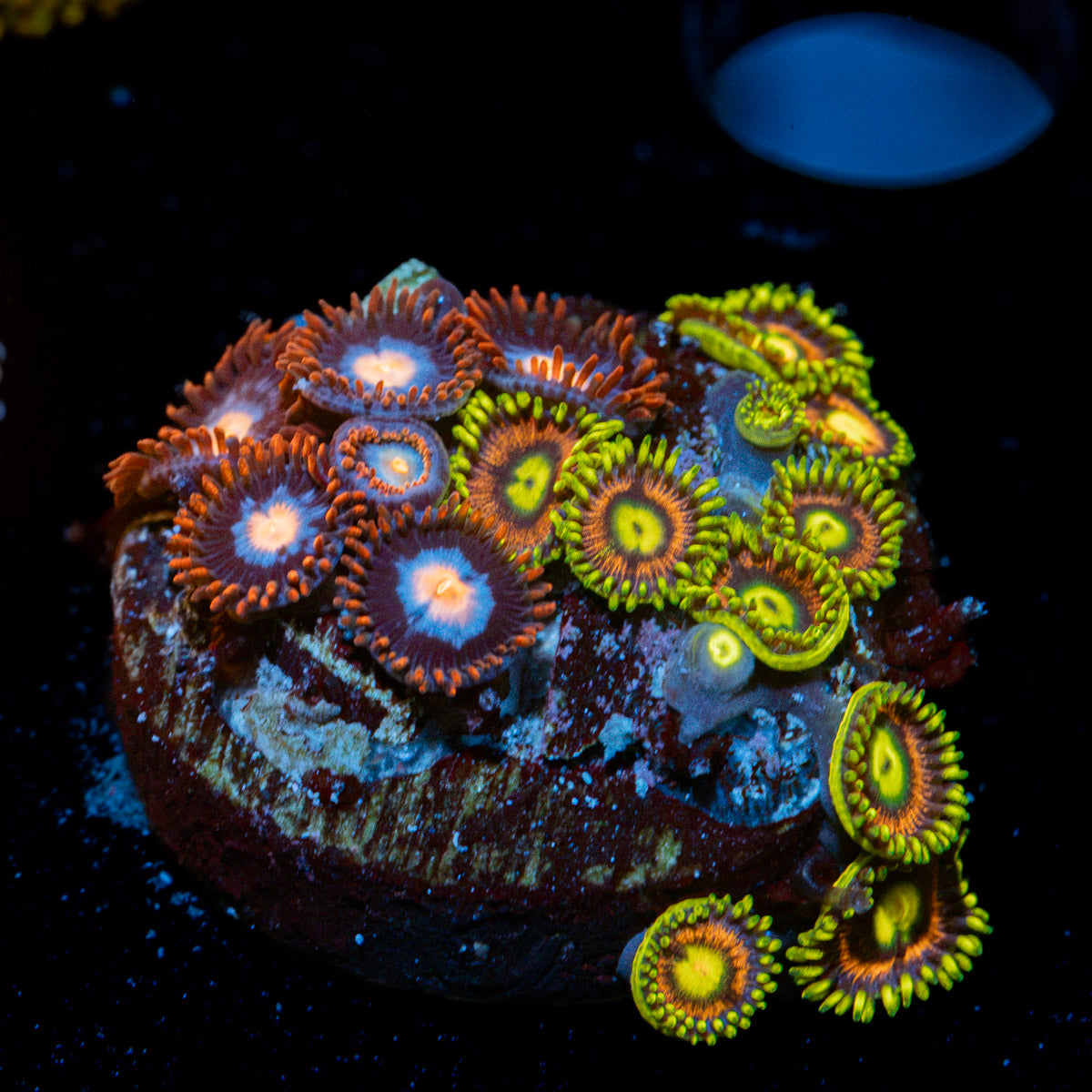 Zoanthid Combo Plug showcasing colony growth in reef aquarium