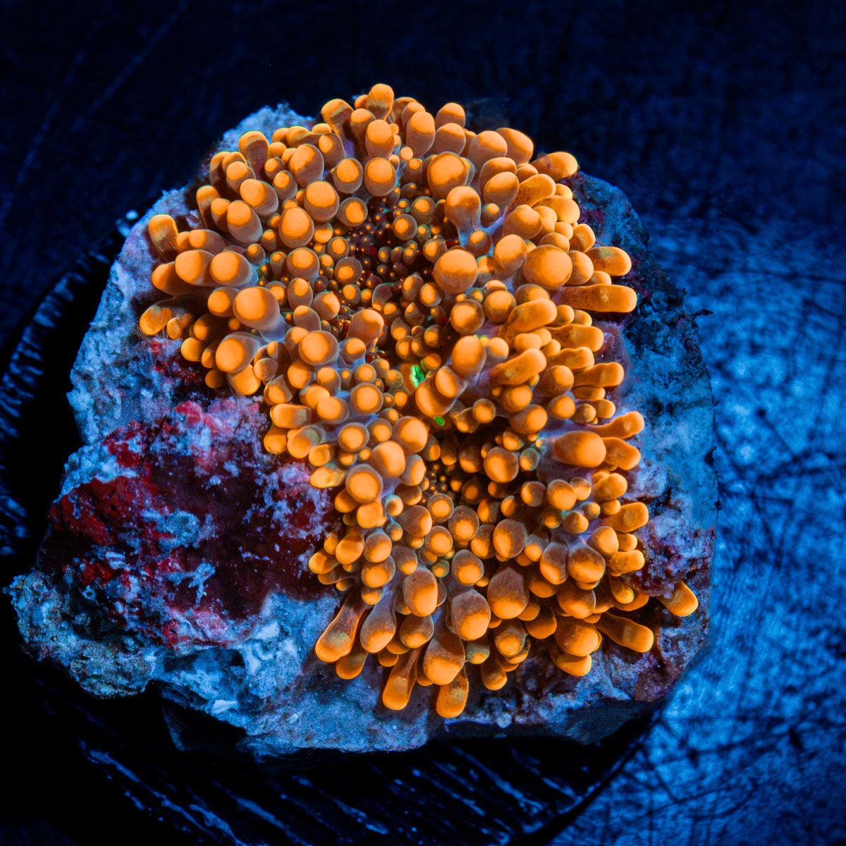 Solar Ember Orange Yuma Mushroom Coral with mushroom disc in reef aquarium