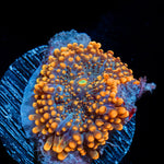 Solar Ember Orange Yuma Mushroom Coral with mushroom disc in reef aquarium