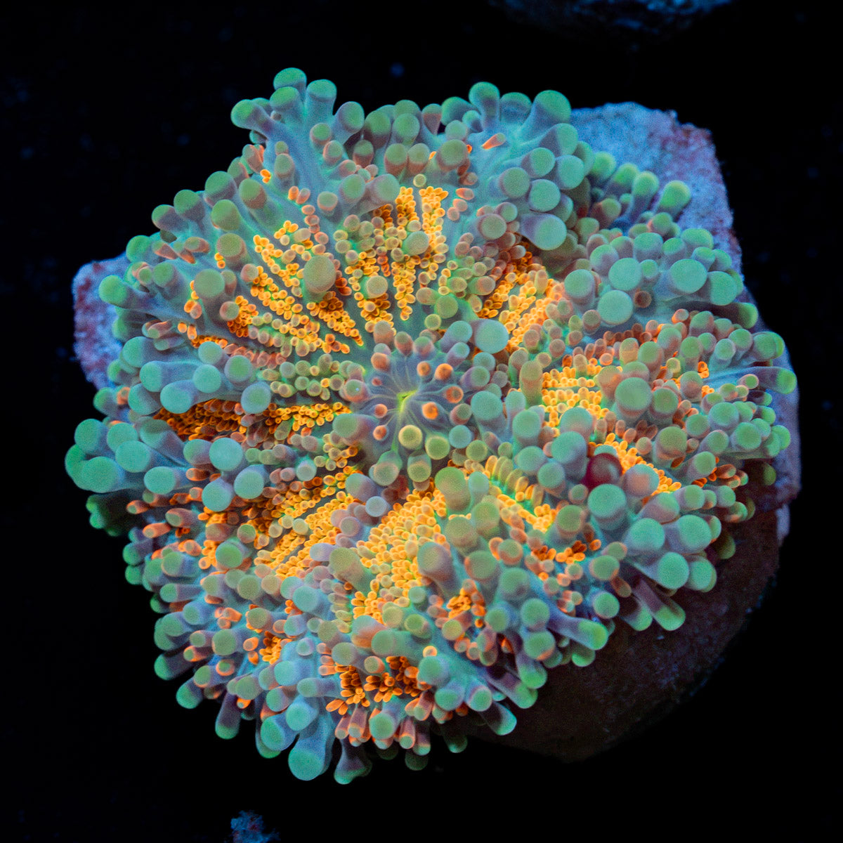 Sunrise Yuma Mushroom Coral with mushroom disc in reef aquarium