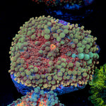 Magmaton Yuma Mushroom Coral with mushroom disc in reef aquarium