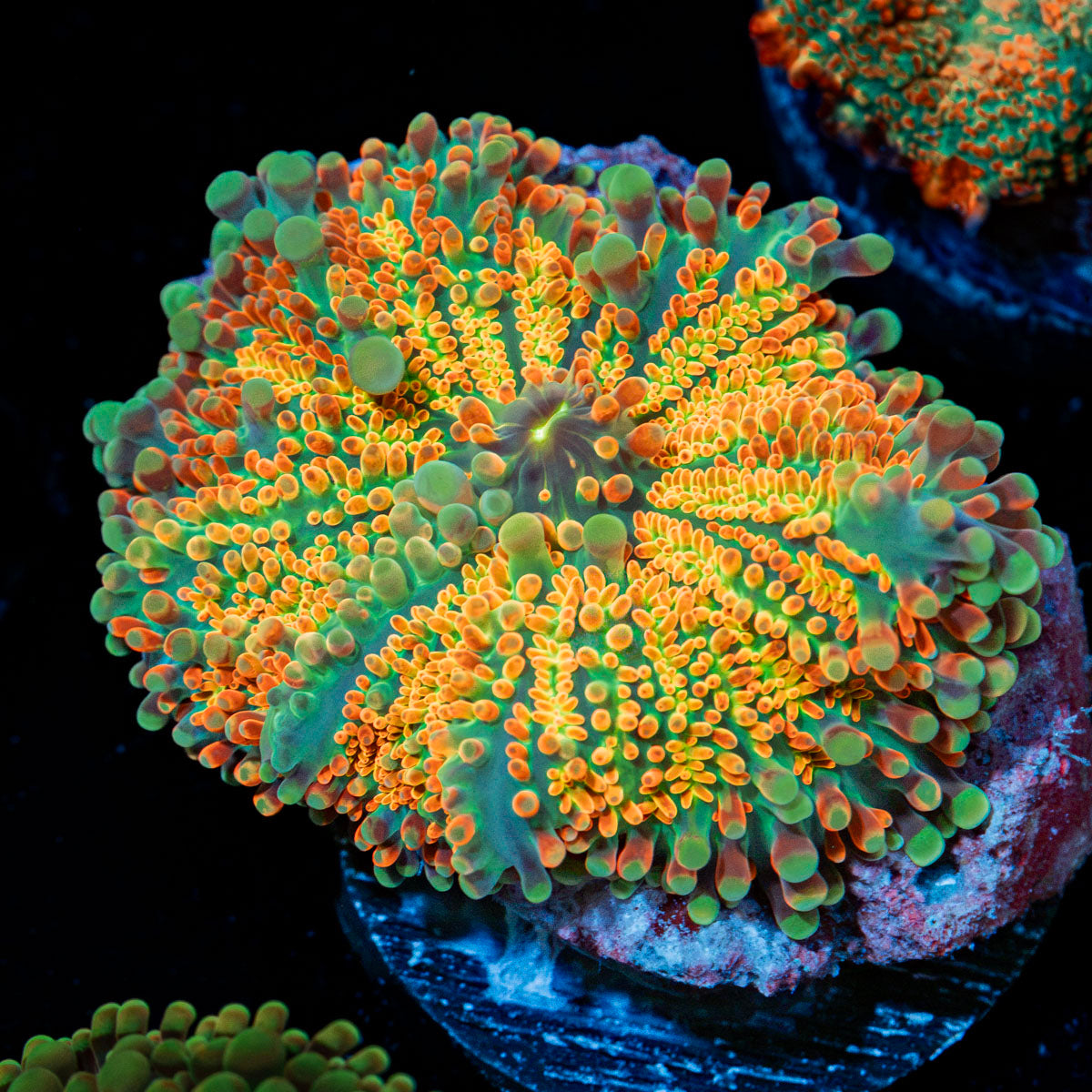 Sunrise Yuma Mushroom Coral with orange mushroom disc in reef aquarium