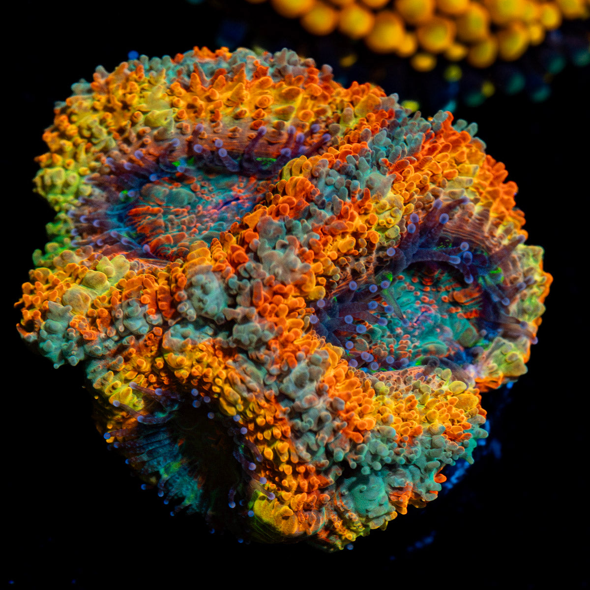 Sunrise Rainbow Acan Coral with fleshy polyps in reef aquarium