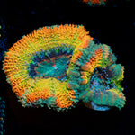 Stormbreaker Rainbow Acan Coral with fleshy polyps in reef aquarium