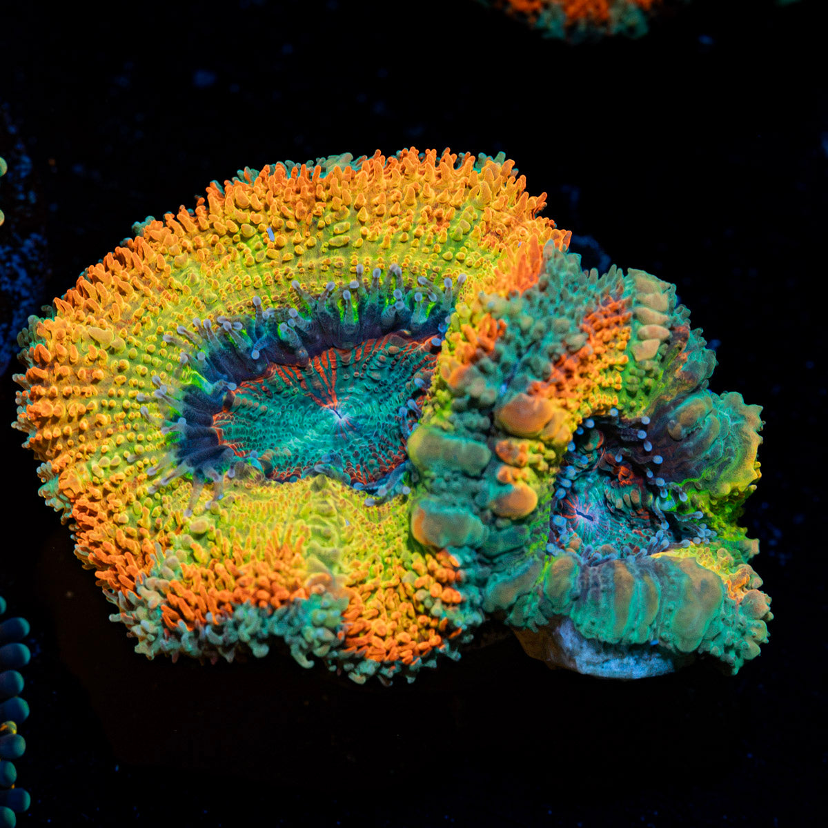 Stormbreaker Rainbow Acan Coral with fleshy polyps in reef aquarium
