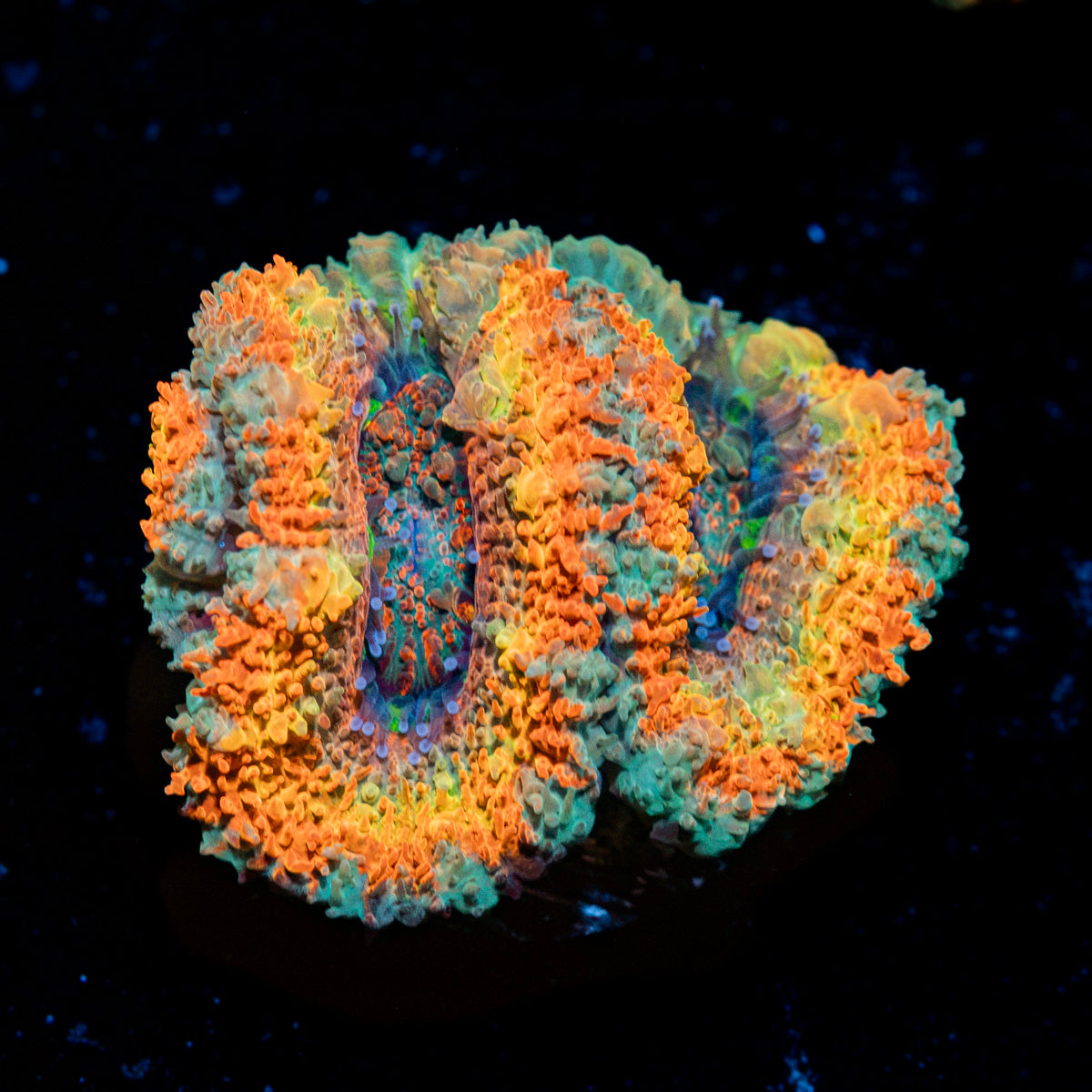 Sunrise Rainbow Acan Coral with fleshy polyps in reef aquarium
