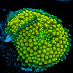 Green FL Ricordea Mushroom Coral with mushroom disc in reef aquarium