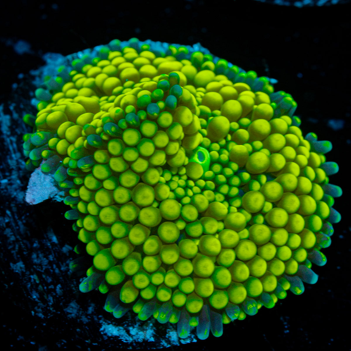 Green FL Ricordea Mushroom Coral with mushroom disc in reef aquarium