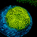 Green FL Ricordea Mushroom Coral with mushroom disc in reef aquarium