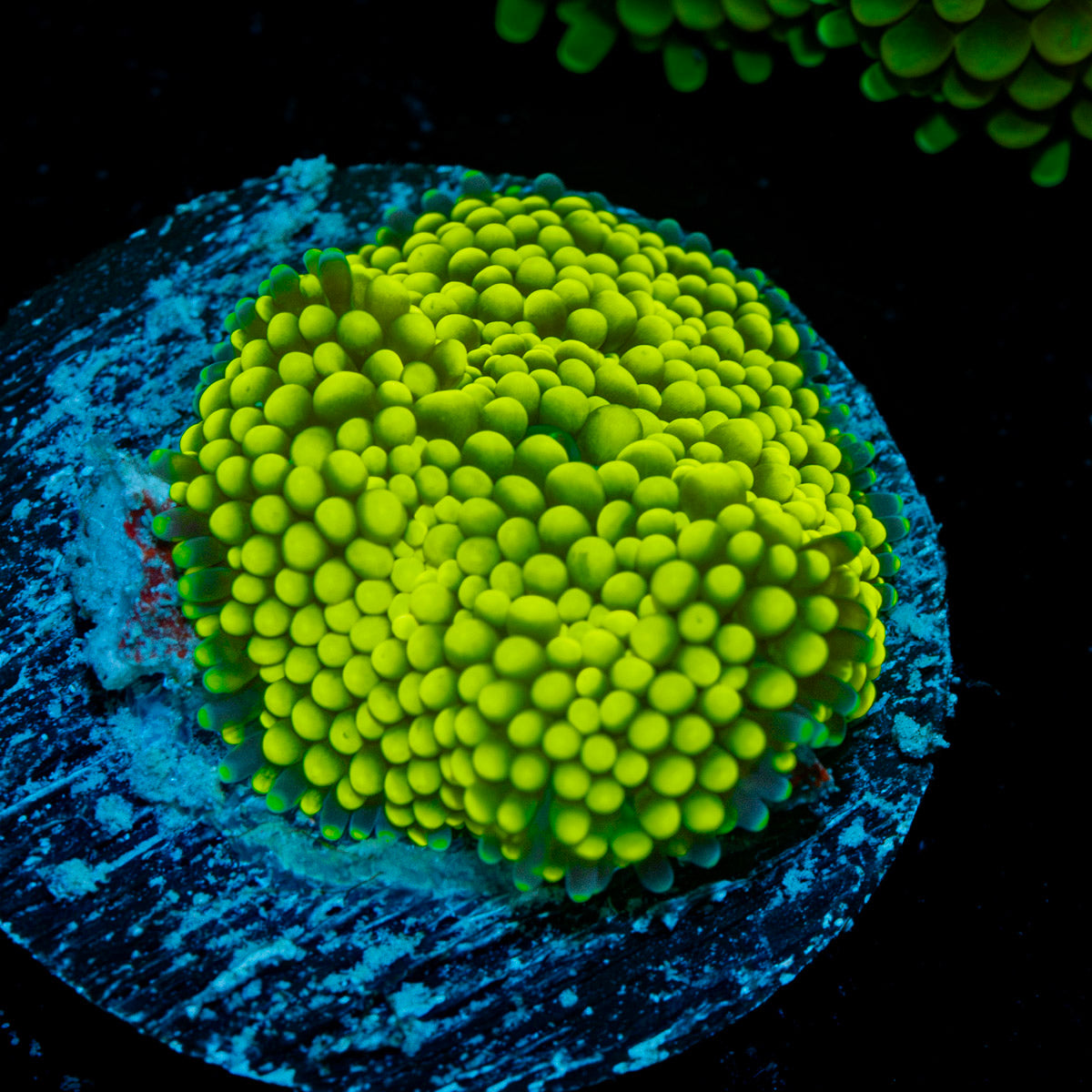 Green FL Ricordea Mushroom Coral with mushroom disc in reef aquarium