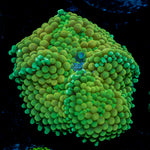 Green FL Ricordea Mushroom Coral with mushroom disc in reef aquarium