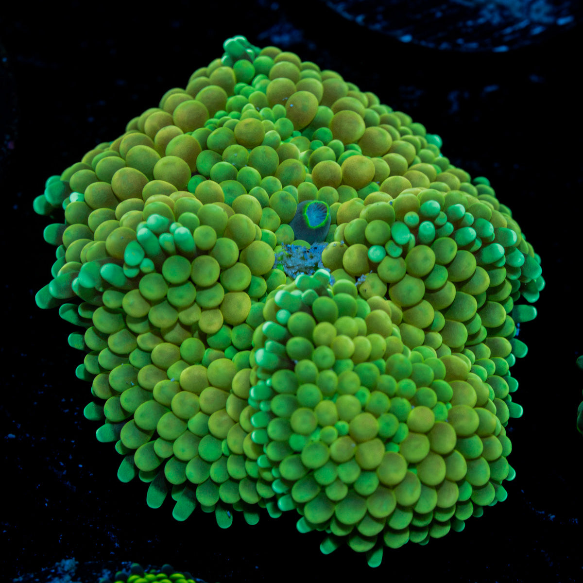 Green FL Ricordea Mushroom Coral with mushroom disc in reef aquarium