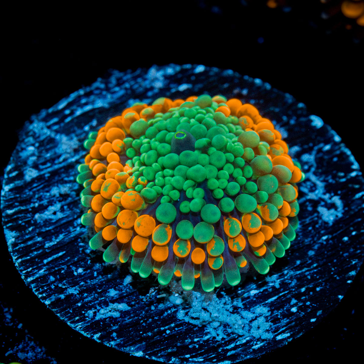 Orange FL Ricordea Mushroom Coral with mushroom disc in reef aquarium