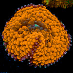 Orange FL Ricordea Mushroom Coral with mushroom disc in reef aquarium